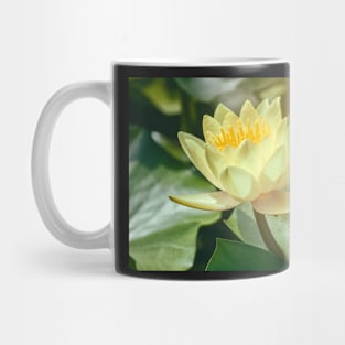 white water lily Mug